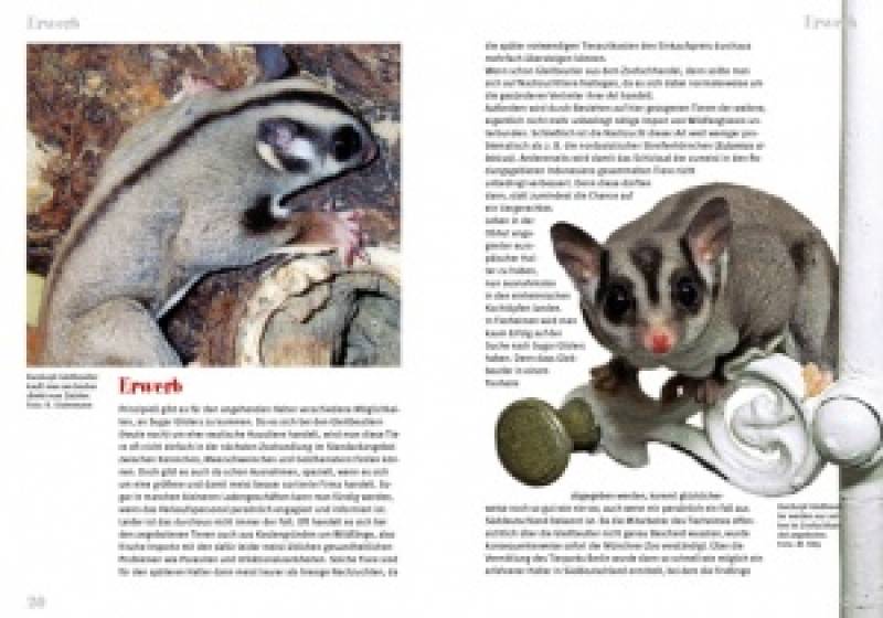 Preview: Der Sugar Glider